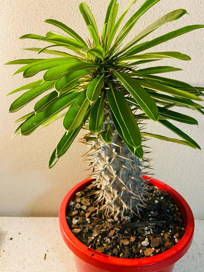 madagascar palm house plant Pachypodium Lamerei