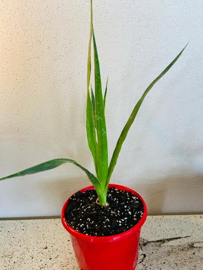dracaena draco seedling Buy Dracaena Dragon Tree