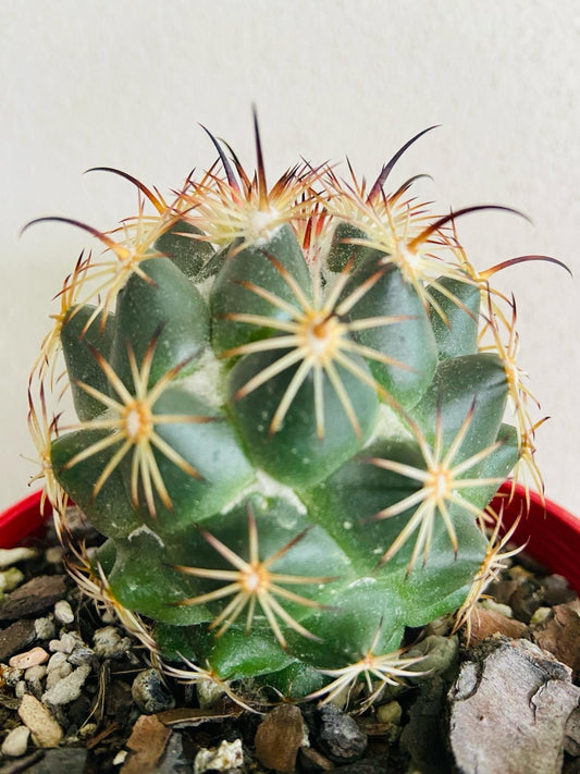 Cacti Corypantha-130mm