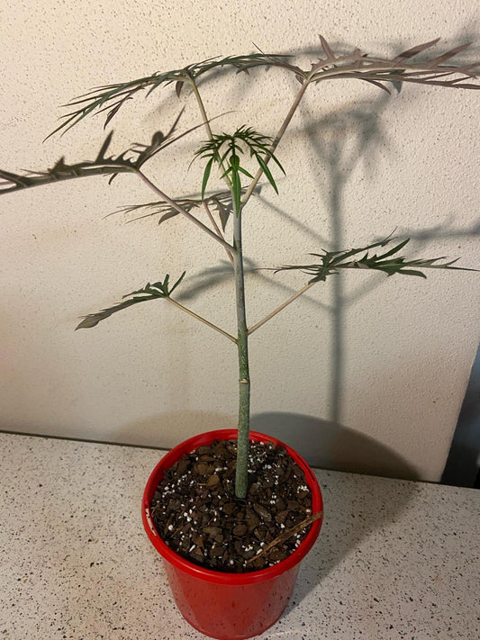 Jatropha Multifida  130mm