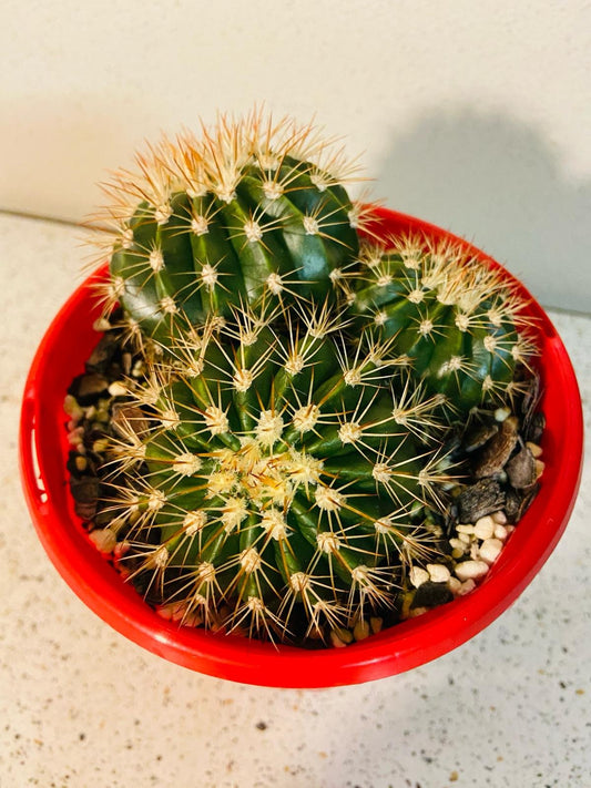 Melocactus Turk's Cap #46