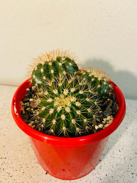 Melocactus Turk's Cap #46