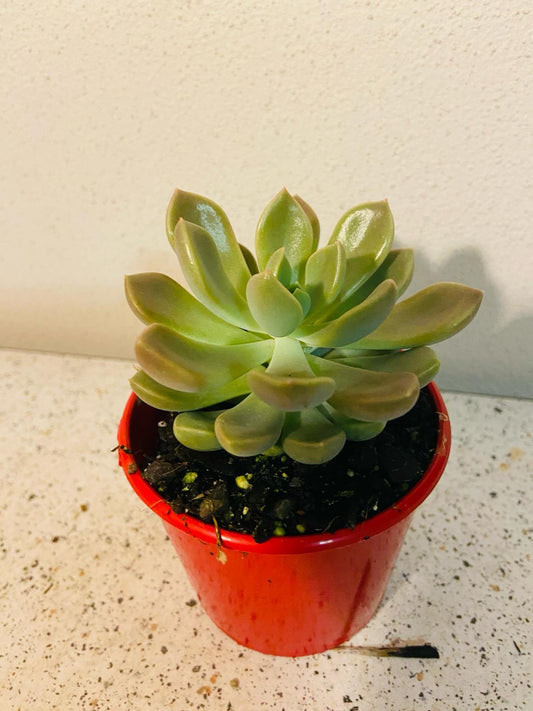 Graptoveria ‘Pallas’