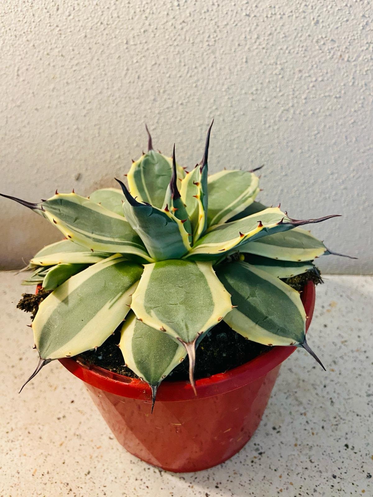 Agave Aplanatta 'cream Spike' – TiaJuanas Plants México