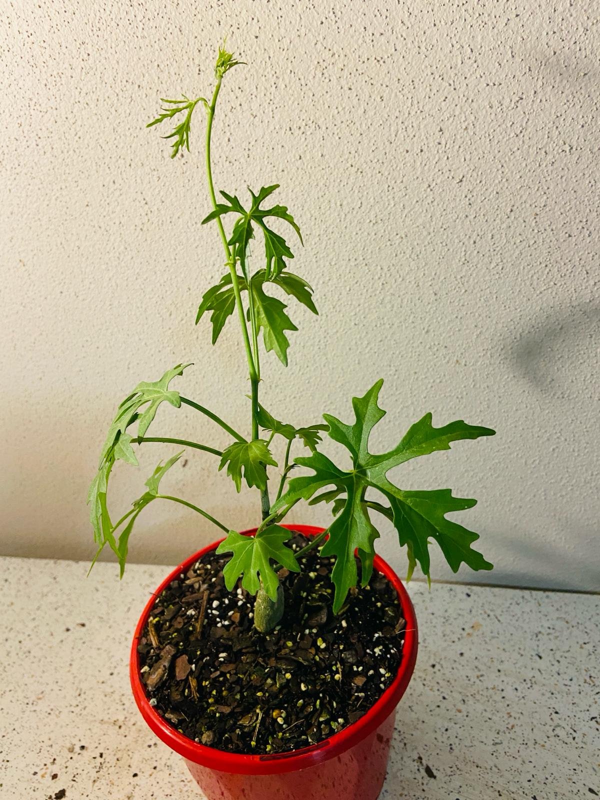 cissus succulent Buy Cissus Tuberosa