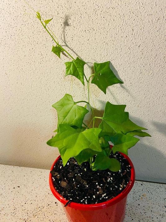 Gerradanthus Macrorizus