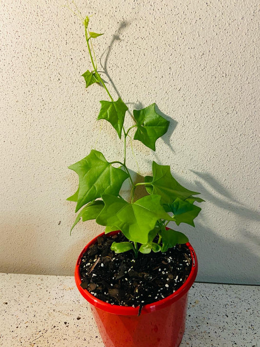 Gerradanthus Macrorizus