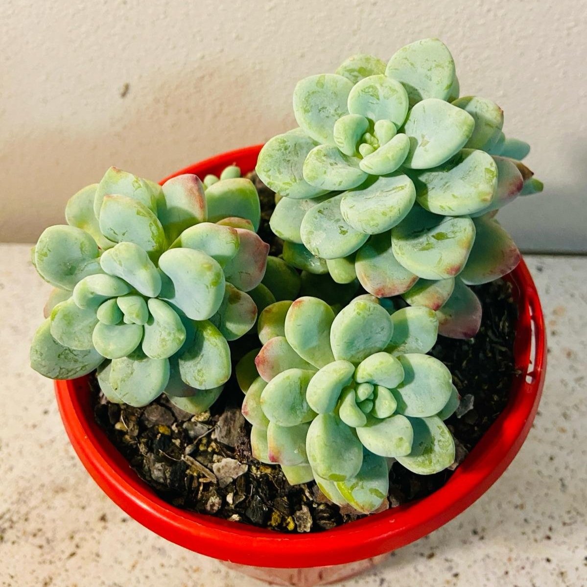 clavatum succulent Buy Sedum Clavatum