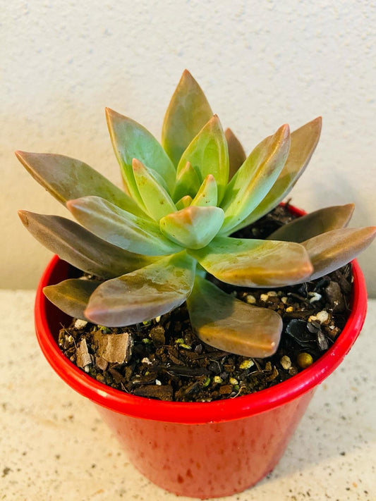 Sedum 'Bronze Sunset'