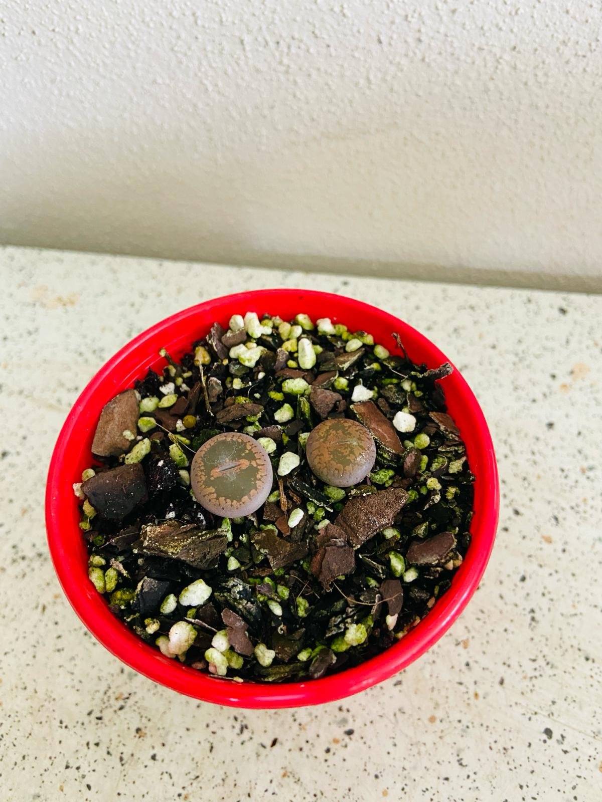 Lithop Living Stone 80mm – Succulents Online