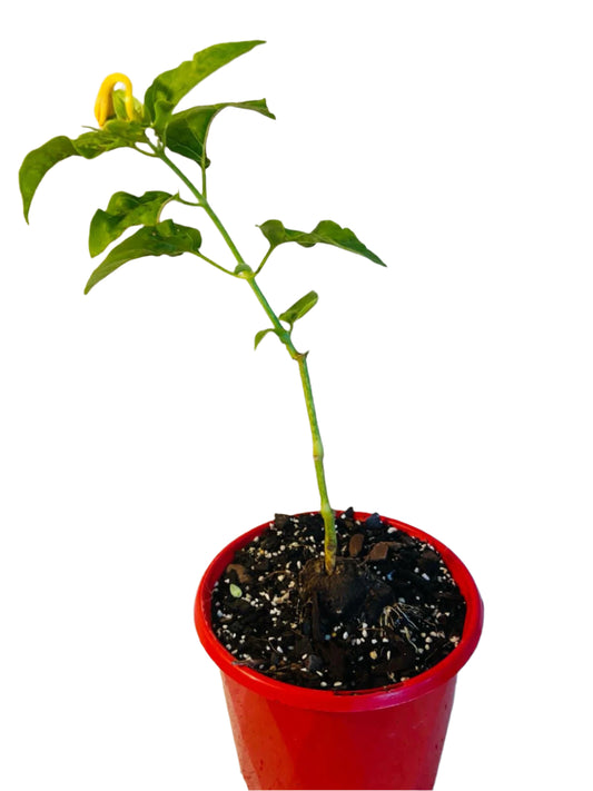 Mirabilis Jalapa Forms Caudex