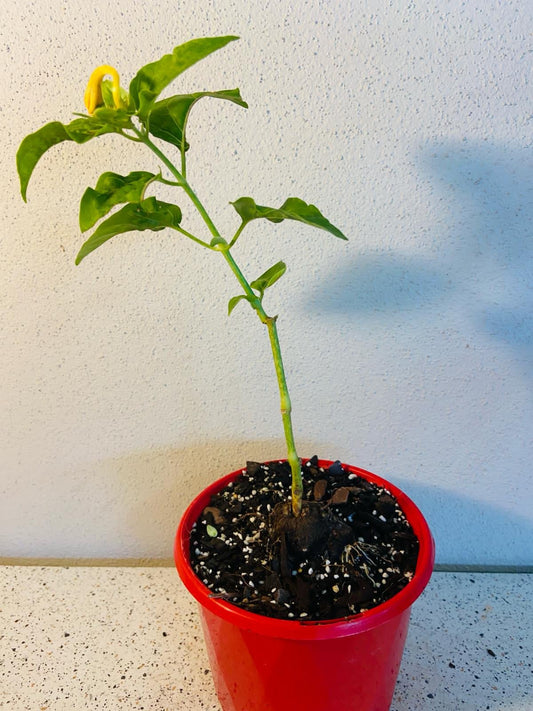 Mirabilis Jalapa Forms Caudex