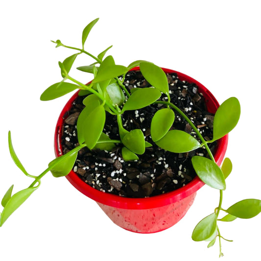 Dischidia Oiantha-130mm