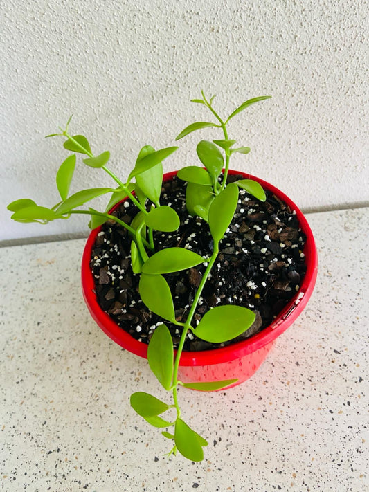 Dischidia Oiantha-130mm