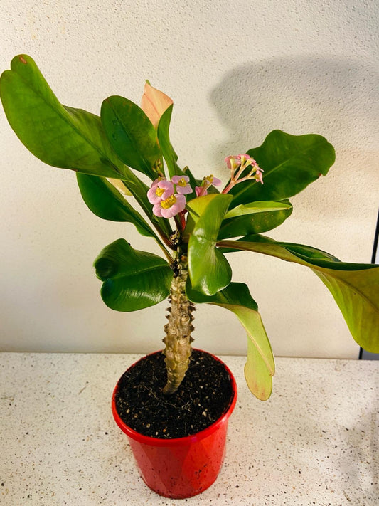 Euphorbia Soft Pink #43