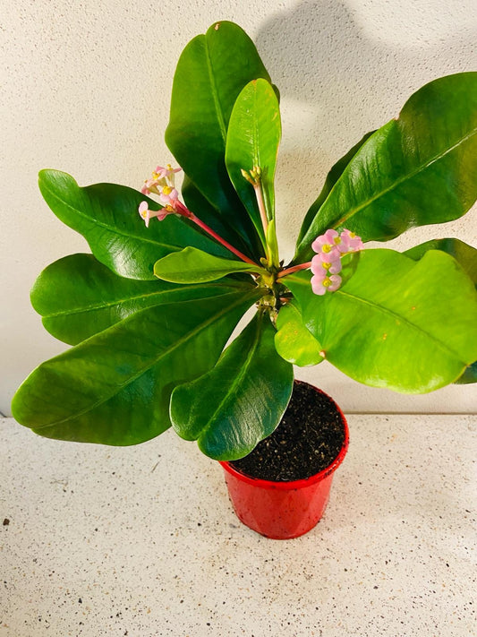 Euphorbia Soft Pink #43