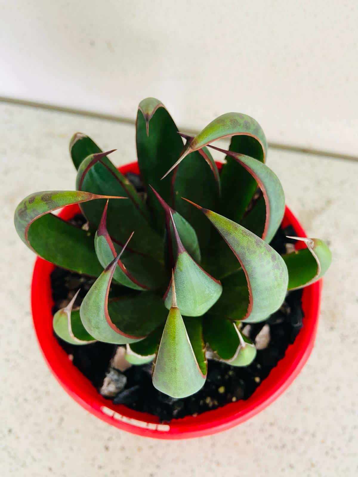 Mangave Praying Hands