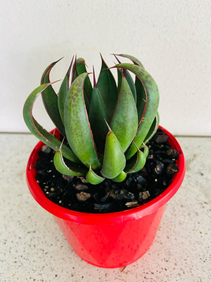 Mangave Praying Hands