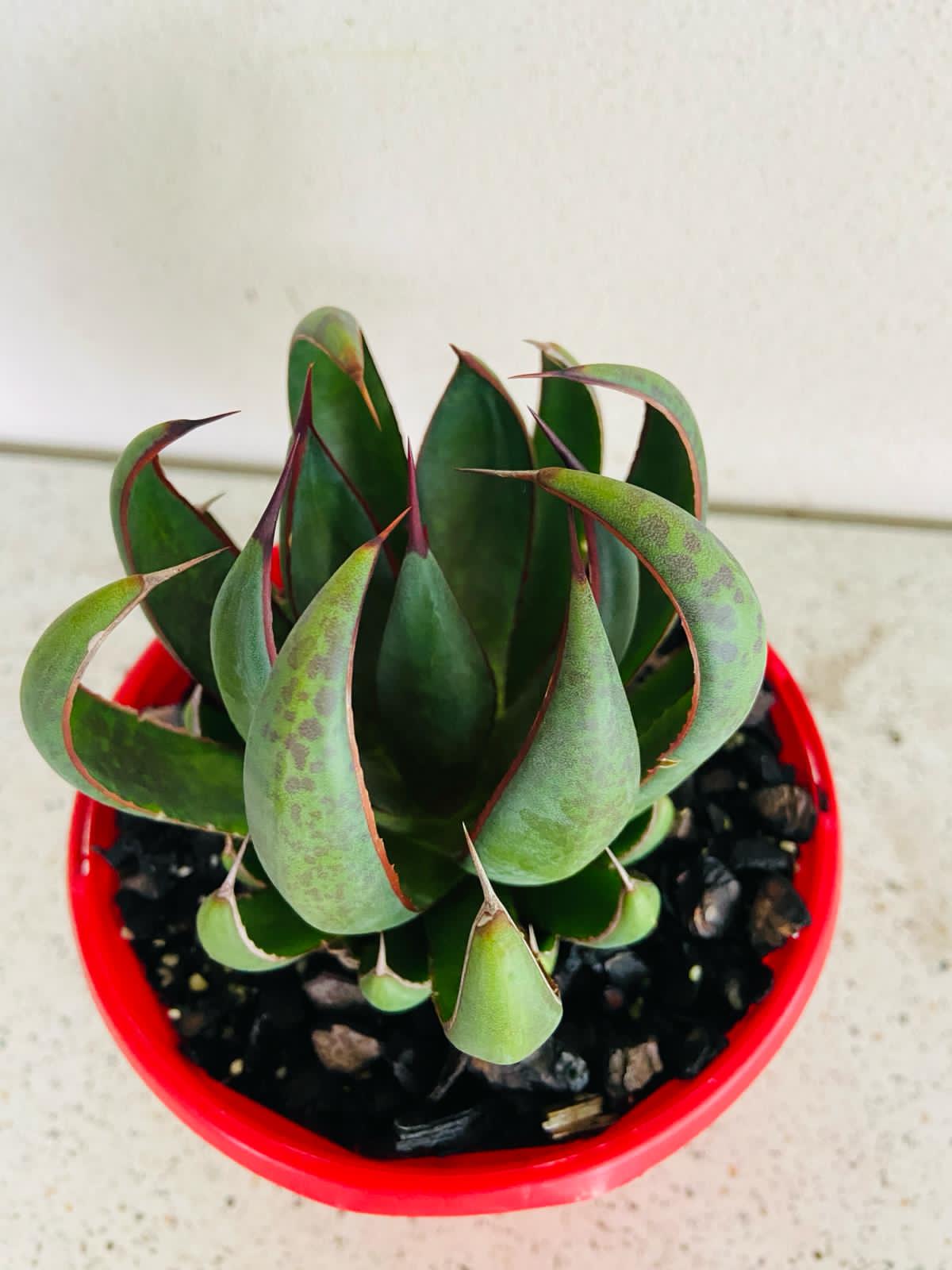 Mangave Praying Hands