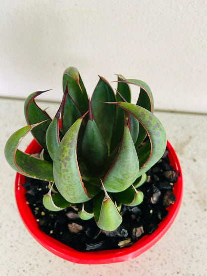 Mangave Praying Hands