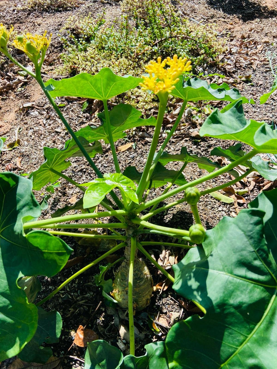 Buy Jatropha Plants Online | Rare Plants for Patio – Succulents Online