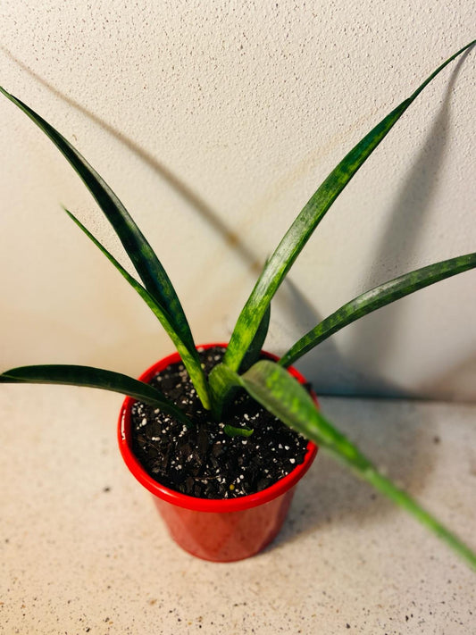 Sanseveria