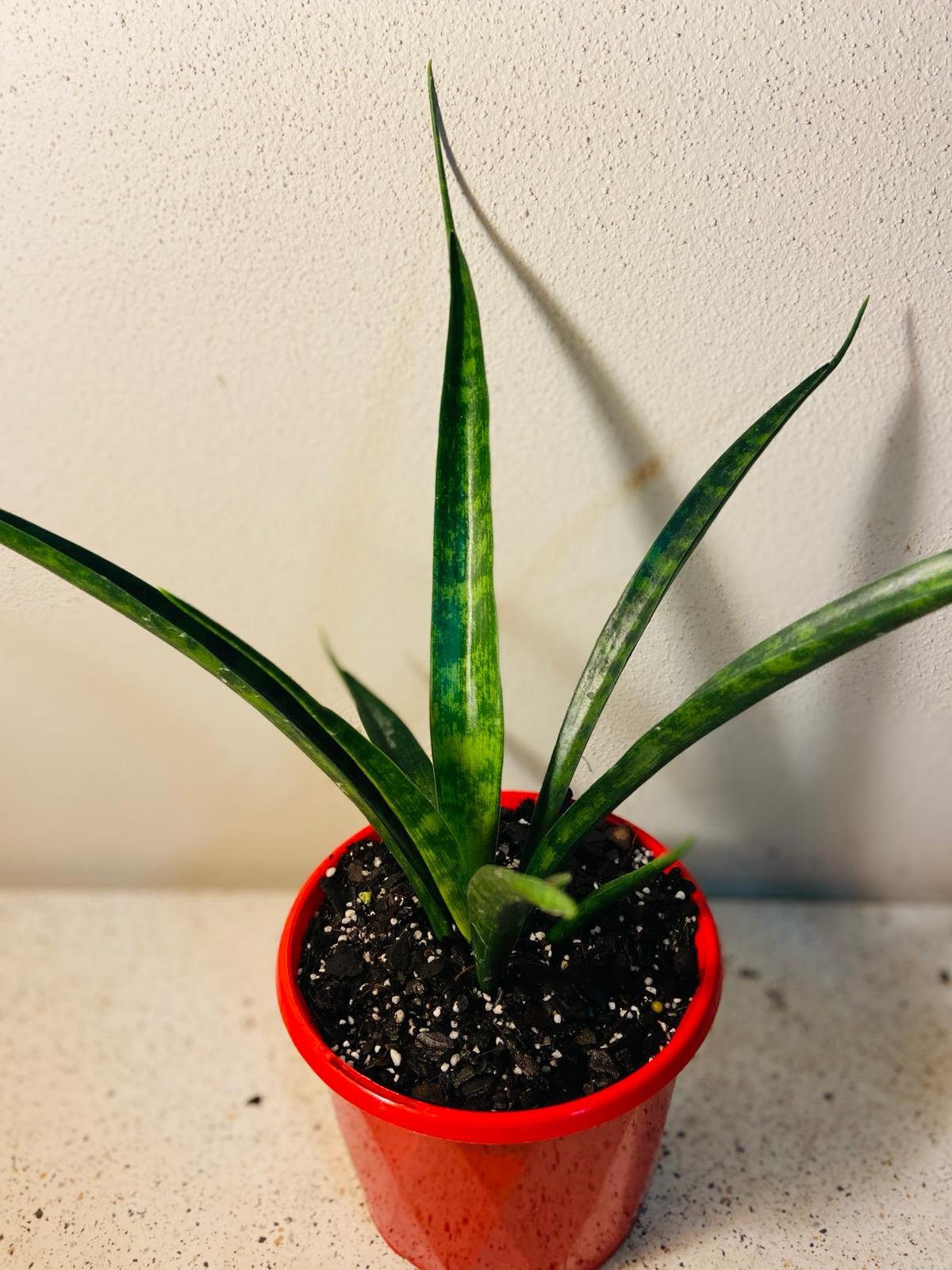 snake plant red Buy Sanseveria