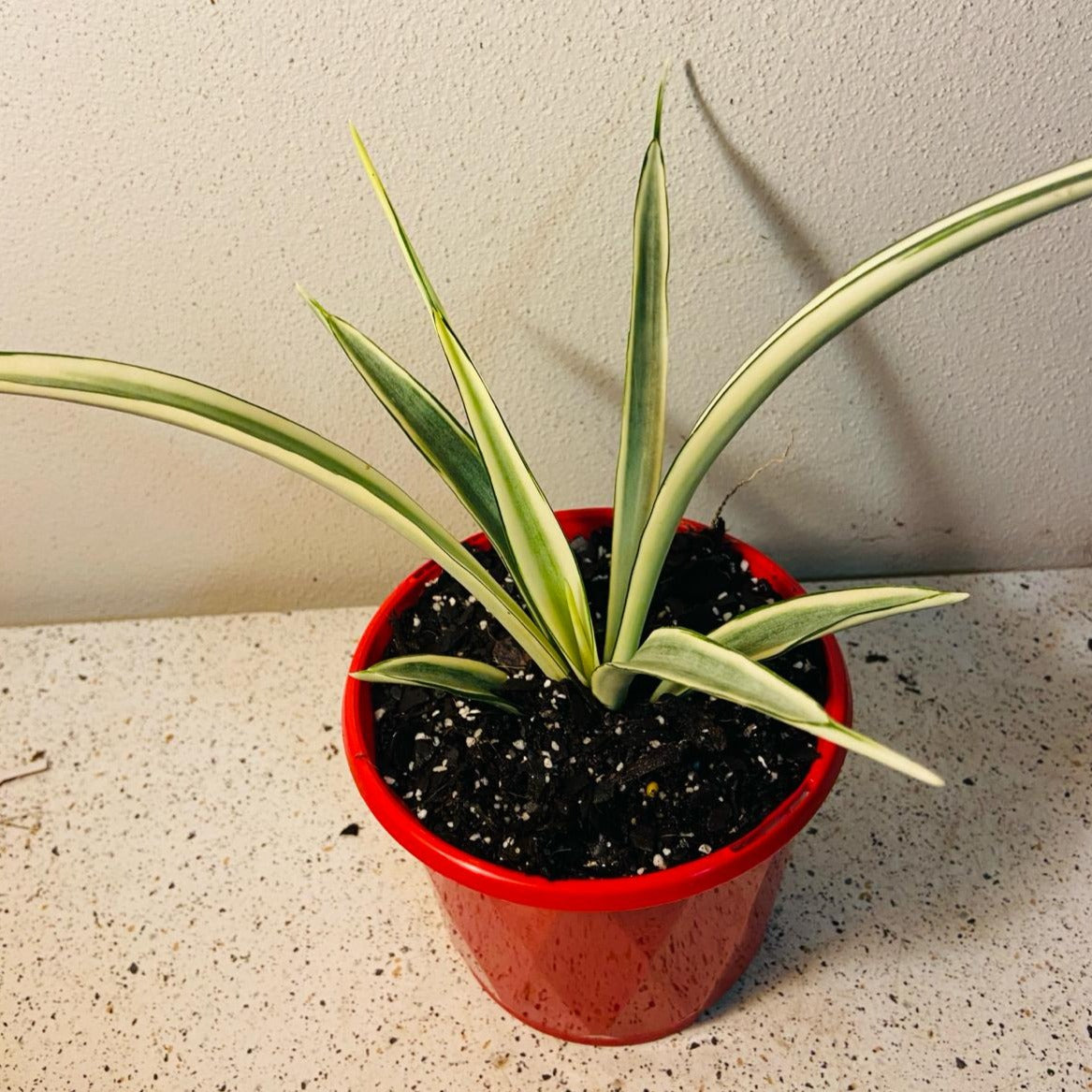 Sansevieria Parva  130mm