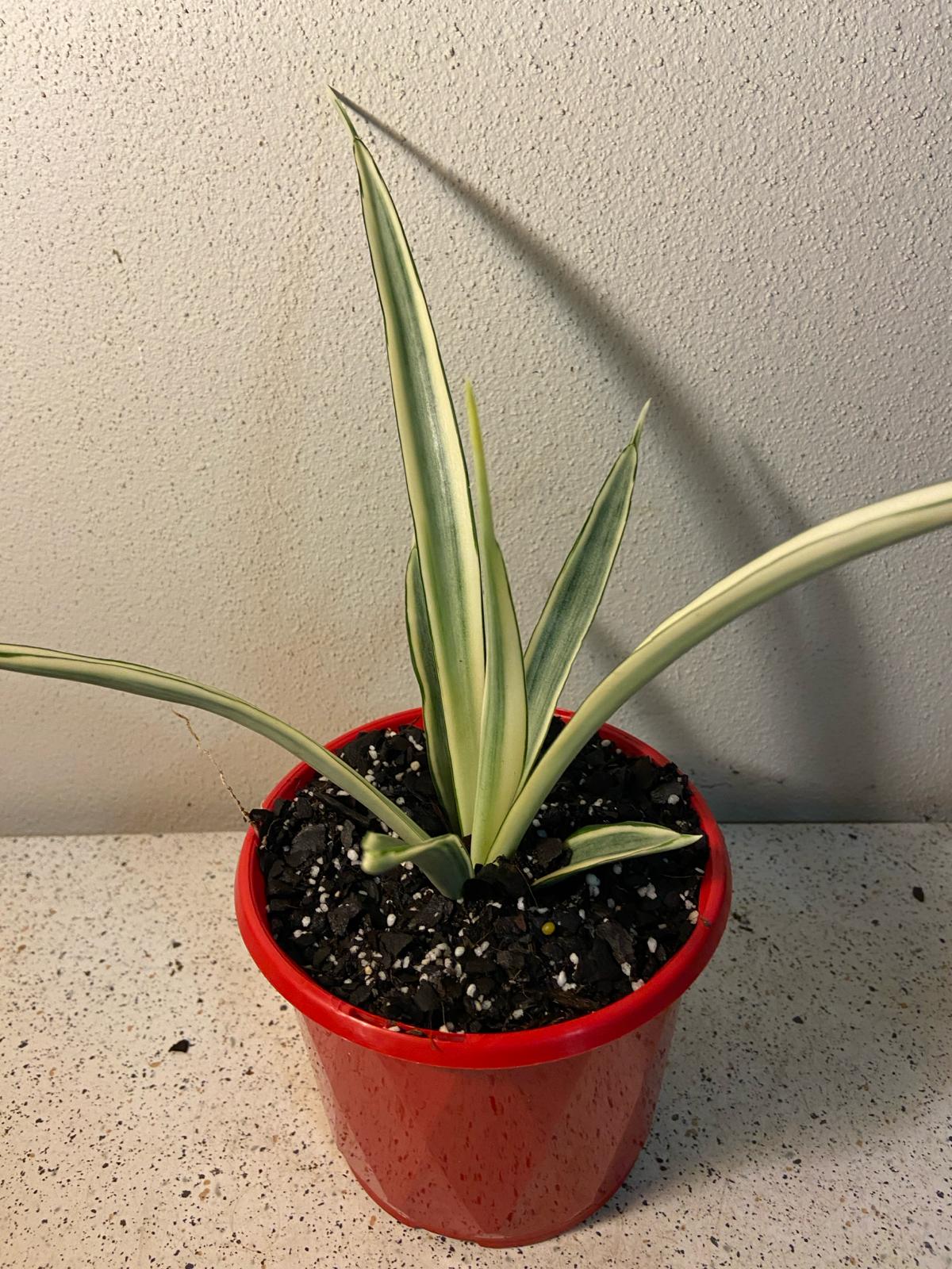 Sansevieria Parva  130mm