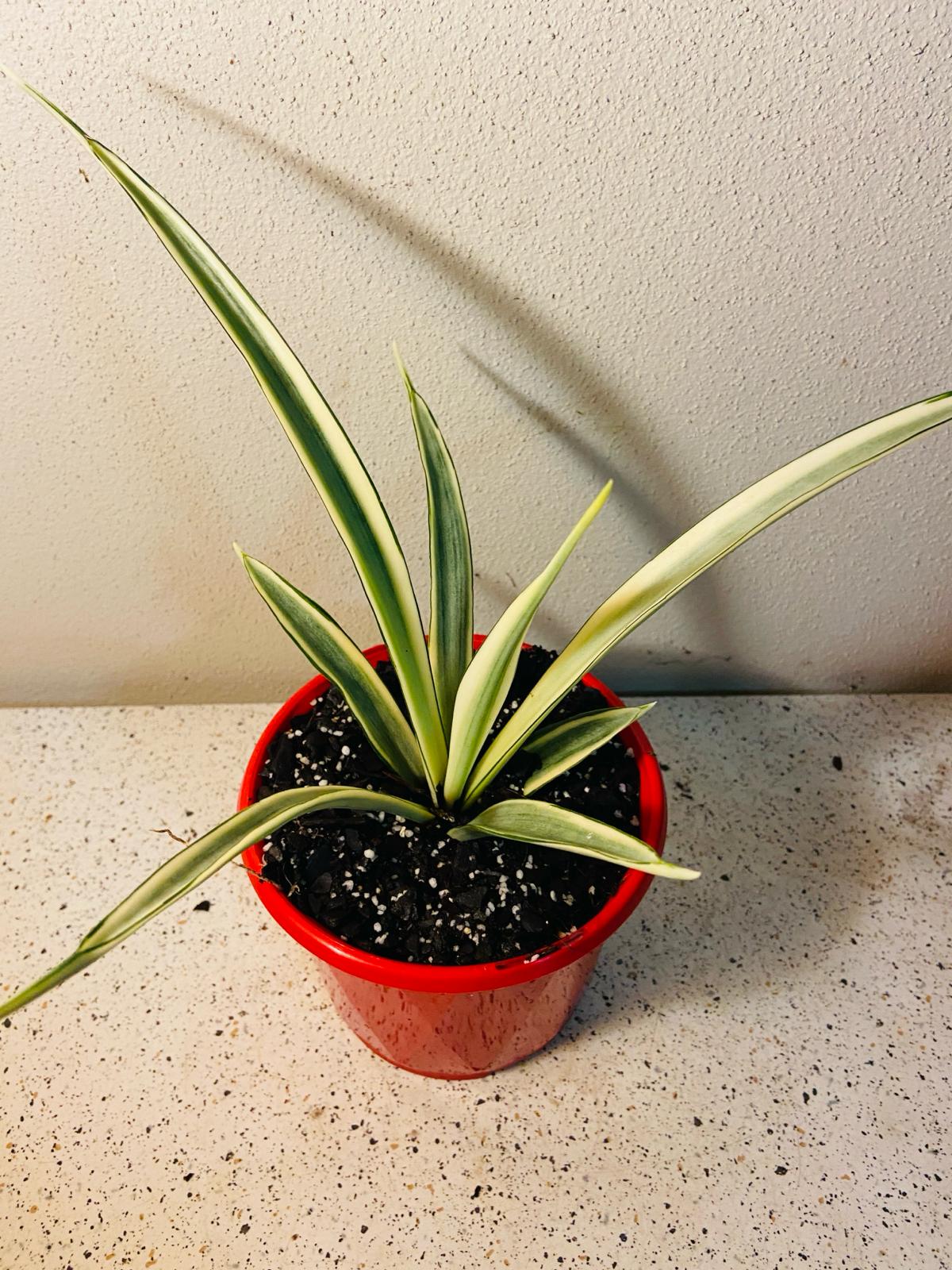 Sansevieria Parva  130mm
