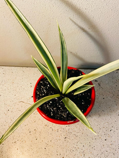 Sansevieria Parva  130mm
