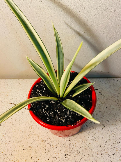 Sansevieria Parva  130mm