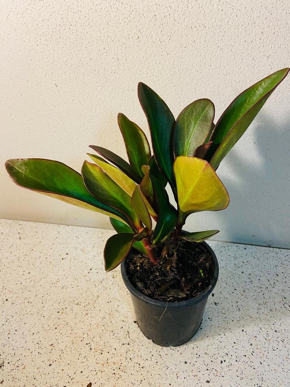 Red Radiator Plant Buy Peperomia 'Red Edge' Radiator Plant | Australia