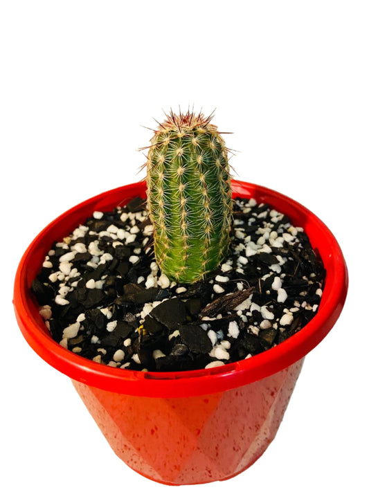 Echinocereus Russanthus (Strawberry Cactus | Fiery Spines )