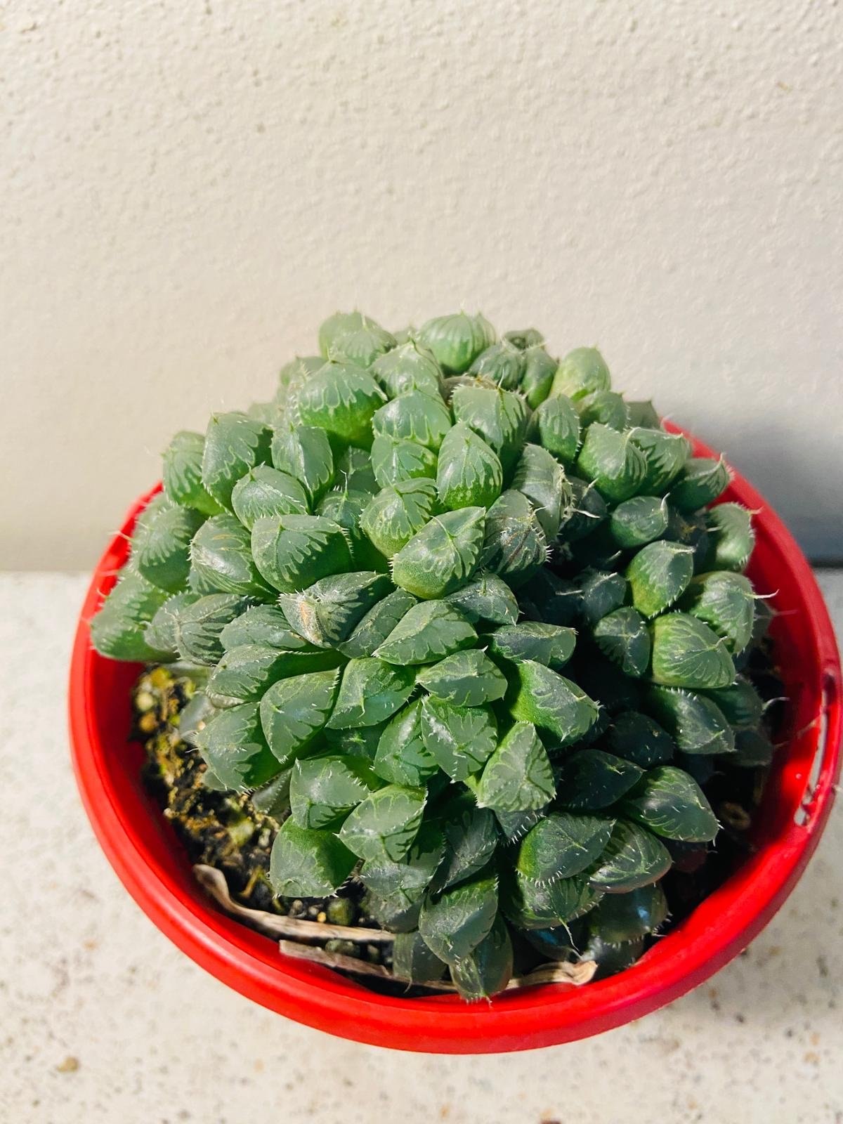 ball shaped succulent Buy Haworthia Mirrorball
