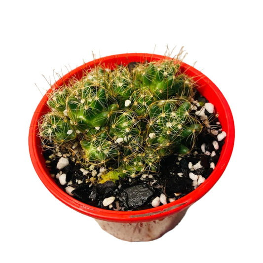 Cacti - Pincushion Cactus Surculosa