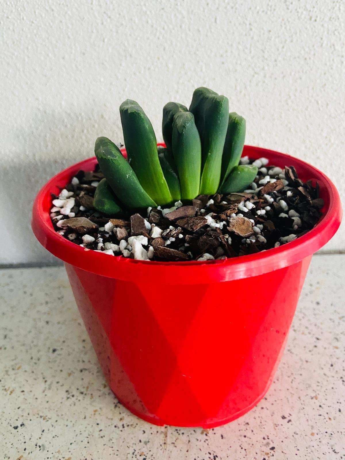 succulent with teeth Buy Haworthia Truncata Hybrid