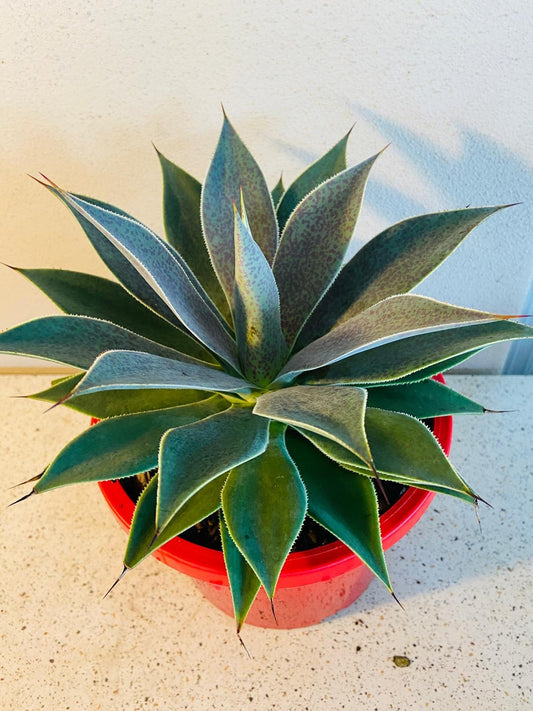 Mangave Lavender Lady