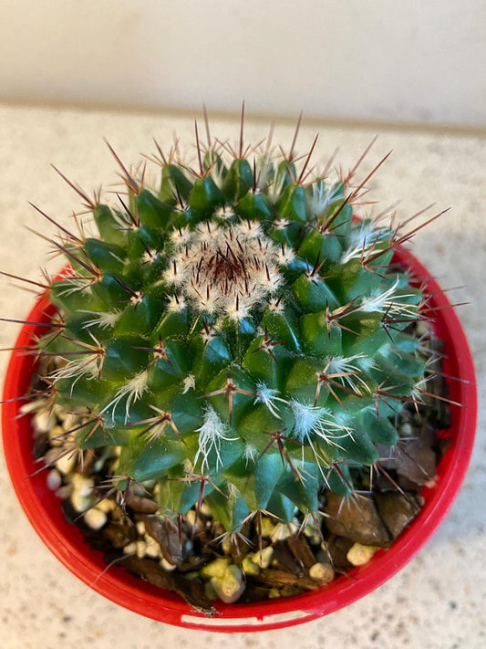 Mammillaria mystax