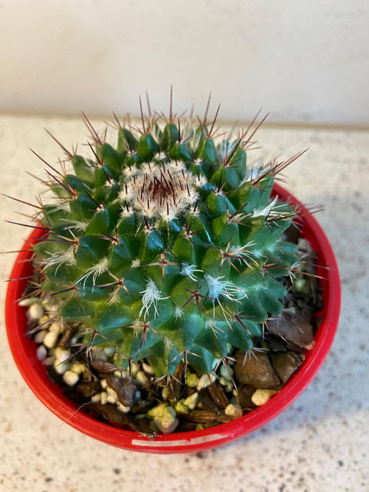 Mammillaria mystax
