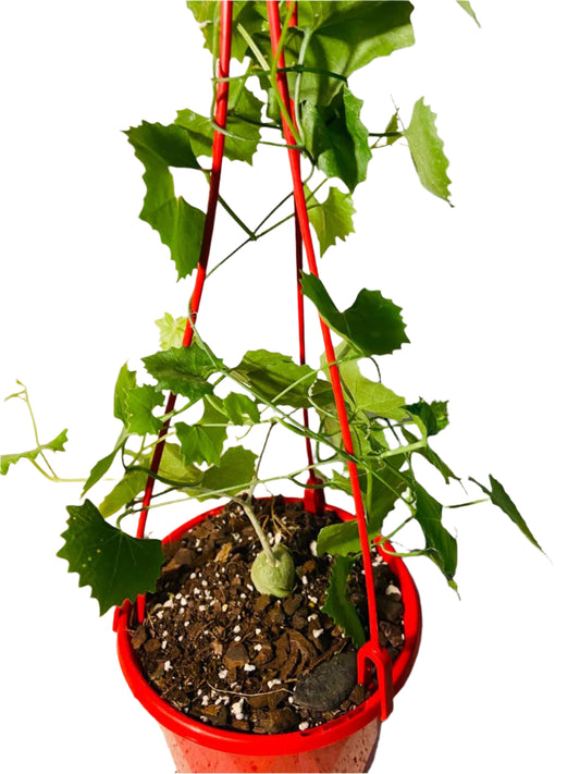 Ibervillea Tenuisecta  130mm