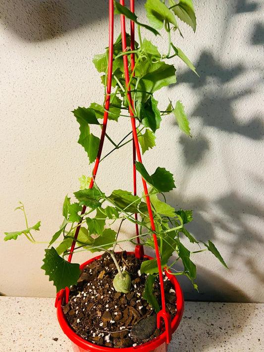 Ibervillea Tenuisecta  130mm