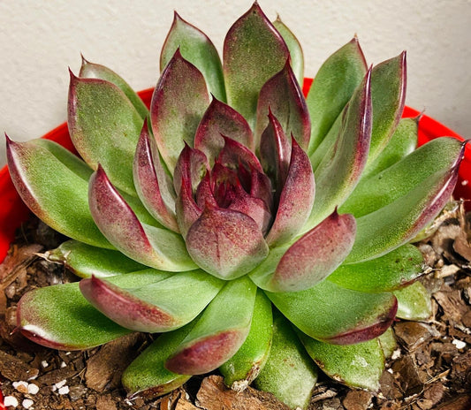 Echeveria Nightfall 130mm
