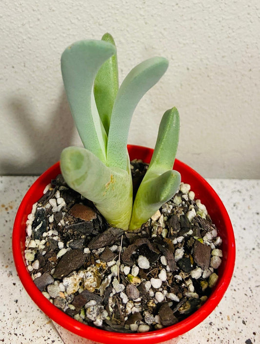 Cheiridopsis Candidissima  80mm