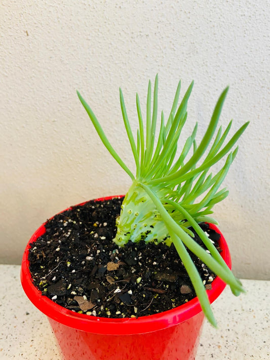 Senecio Talinoides Mermaids Tail  130mm