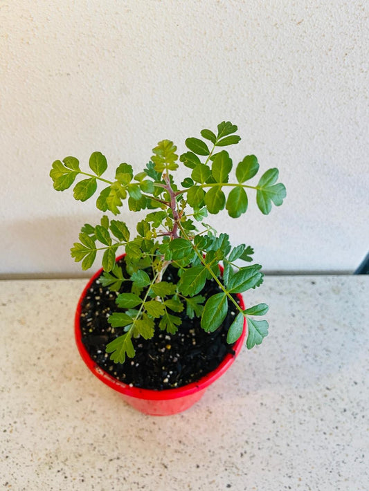 Pachycormus Dliscolour Forms A Caudex  130mm