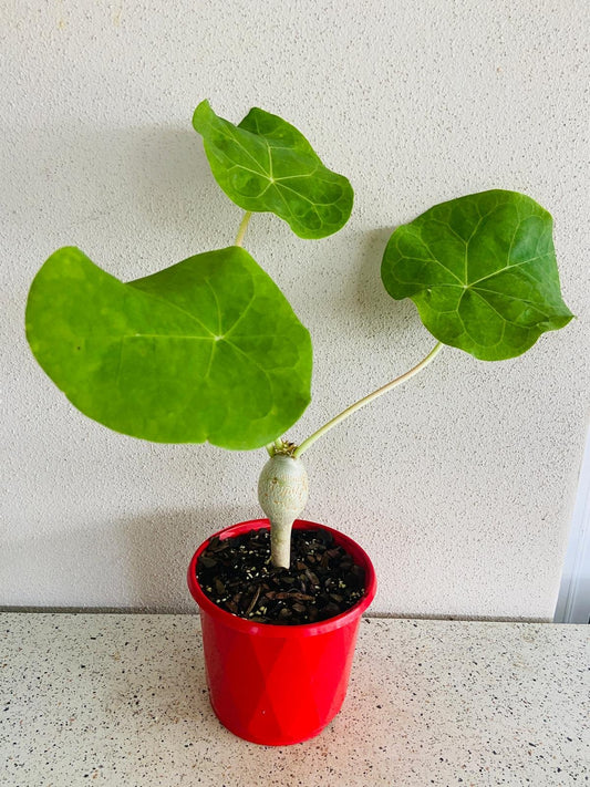 Jatropha Podagrica Red "Buddha's Belly" Plant  130mm