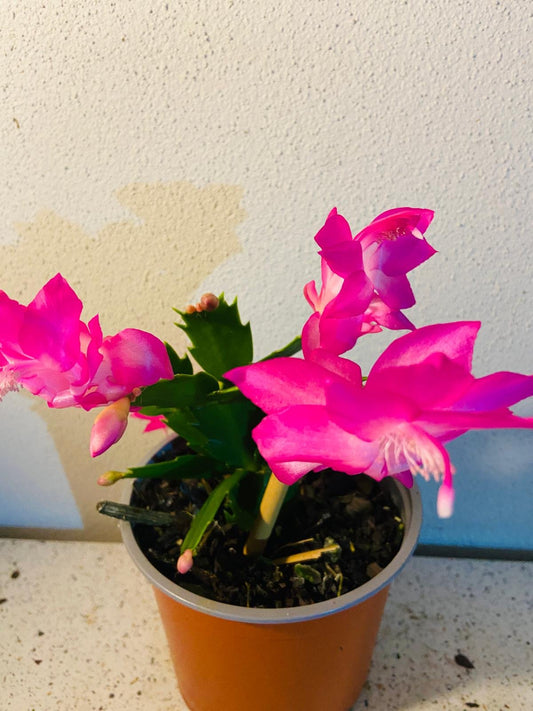 Cacti Zygocactus Ritt - 130mm