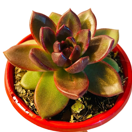 Echeveria Blood Maria 130mm