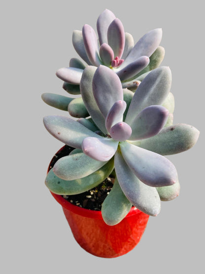 succulent pachyphytum oviferum Buy Pachyphytum oviferum 'Moonstones'